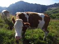 Tannheimer Tal 29.07.2018